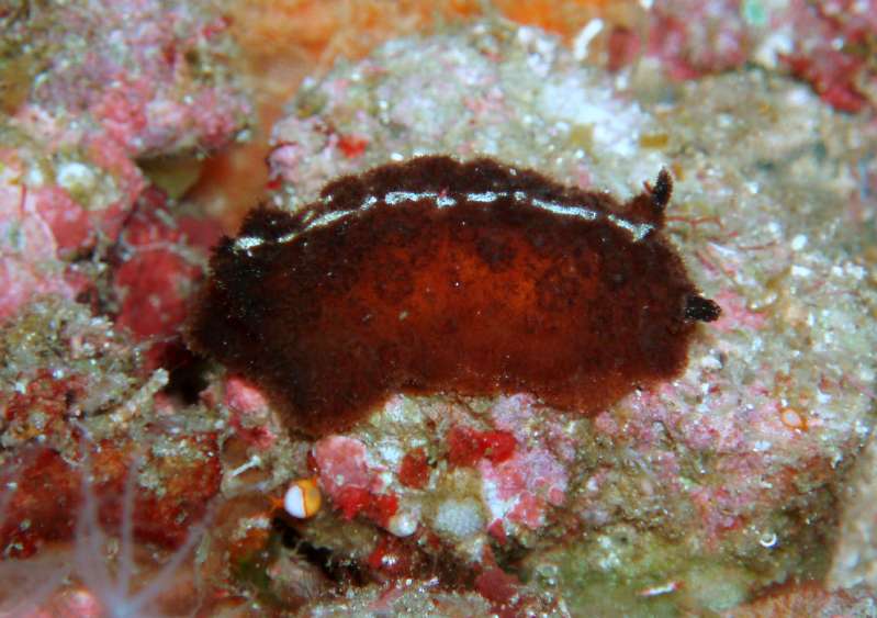 Atagema Inecta